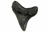 Juvenile Megalodon Tooth - South Carolina #340647-1